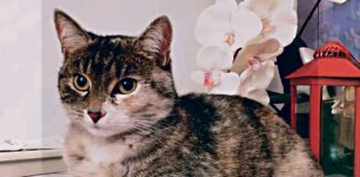 Ktoś przyczynił się do śmierci kota