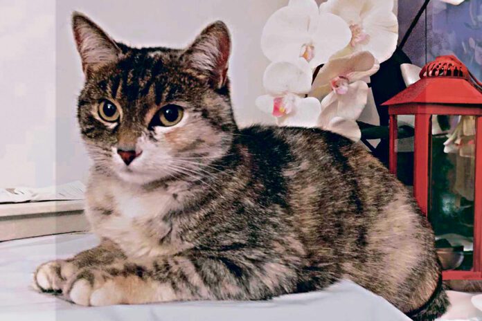 Ktoś przyczynił się do śmierci kota