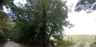 Lepsza droga do miejskiej winnicy