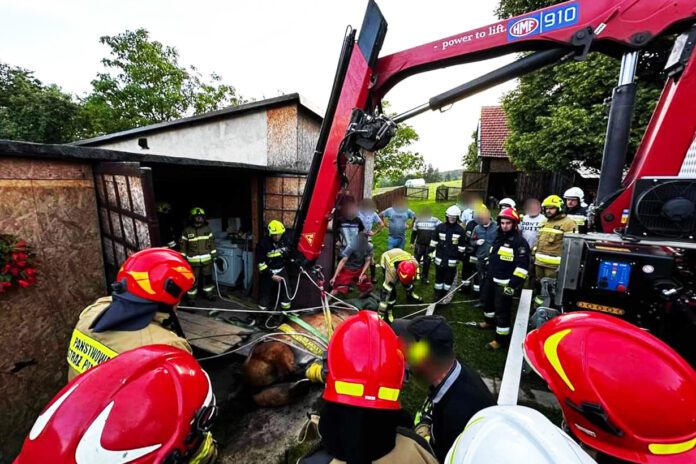 strażak na pomoc - Interwencja strażaków ws poszkodowanego konia w Zabłędzy, fot. OSP Piotrowice Interwencja strażaków ws poszkodowanego konia w Zabłędzy