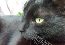 Kot zbiórka podpisy