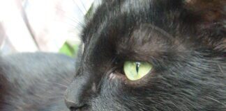 Kot zbiórka podpisy