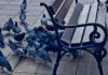 Coraz więcej gołębi w mieście