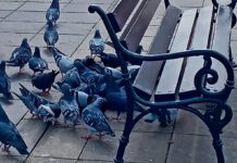 Coraz więcej gołębi w mieście