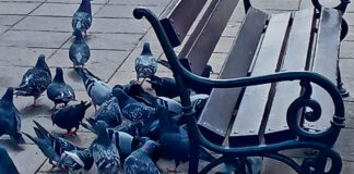 Coraz więcej gołębi w mieście