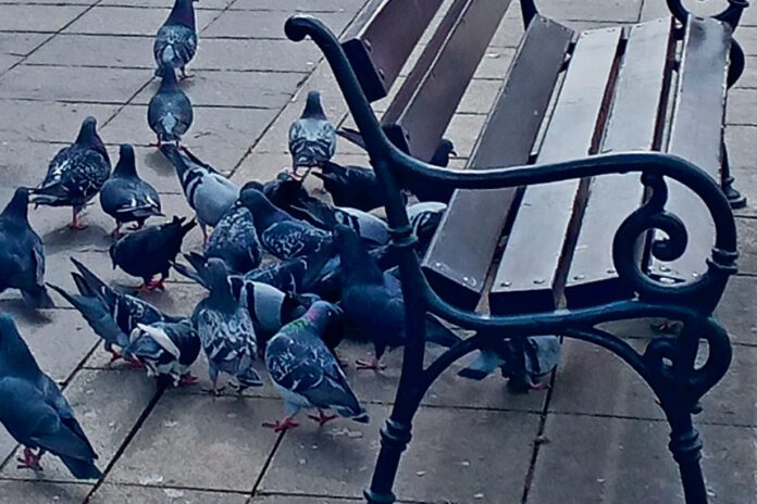 Coraz więcej gołębi w mieście