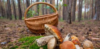 grzyby