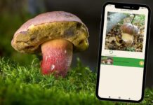 Grzybiarze ze sztuczną inteligencją