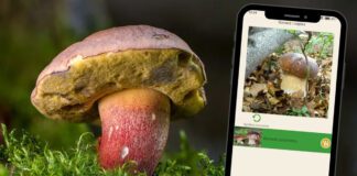 Grzybiarze ze sztuczną inteligencją