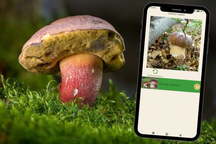 Grzybiarze-ze-sztuczną-inteligencją Grzybiarze ze sztuczną inteligencją