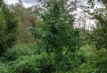 Marihuana, fot. KMP w Tarnowie