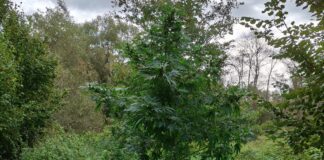 Marihuana, fot. KMP w Tarnowie