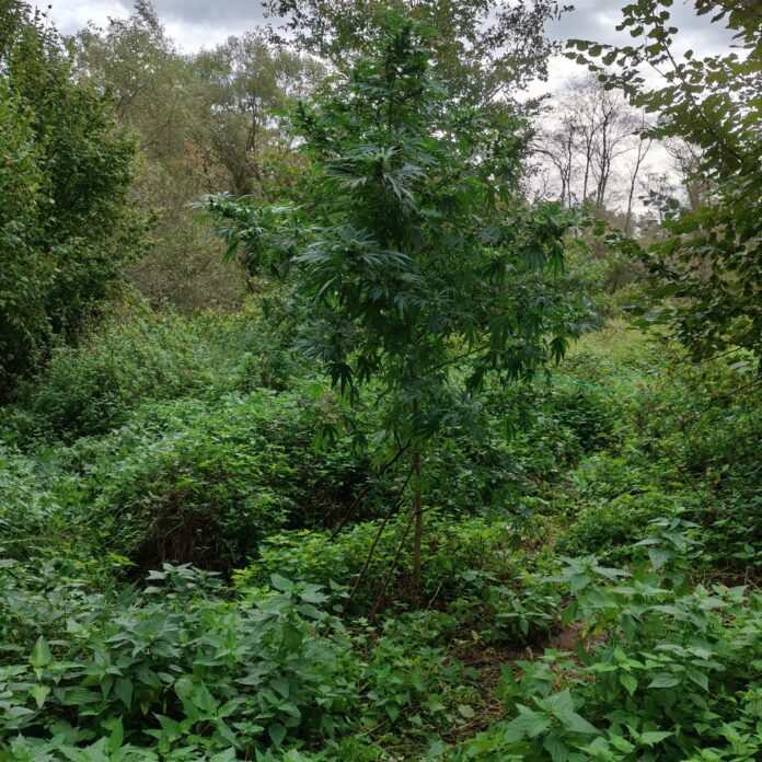 Marihuana, fot. KMP w Tarnowie