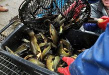 Do wody trafiło w tym roku czternaście ton narybku karpia