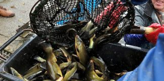 Do wody trafiło w tym roku czternaście ton narybku karpia