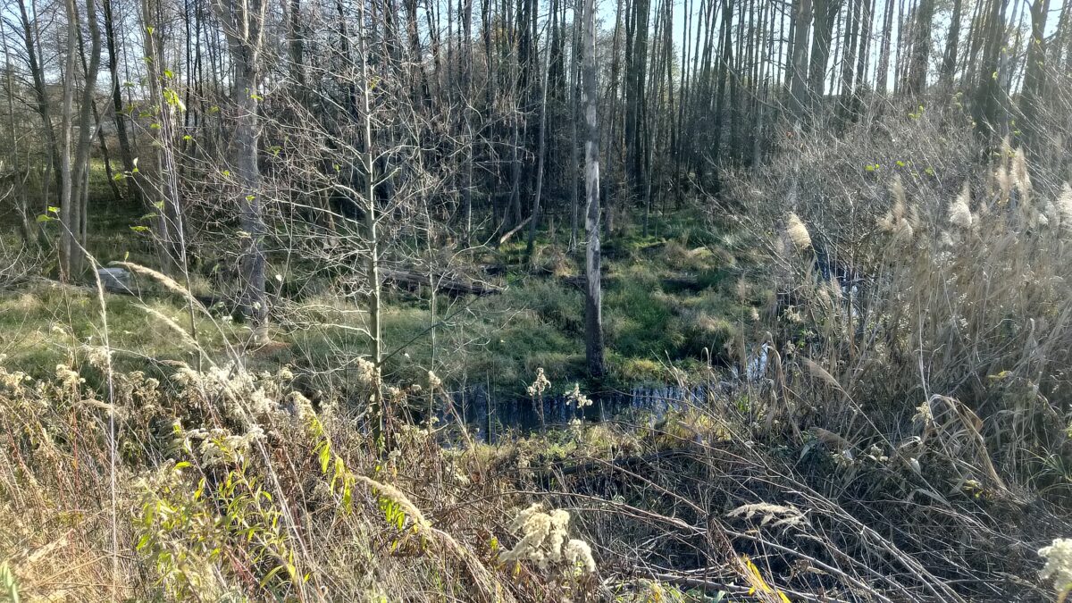 Bobry Małochlebówka