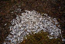 Kto zabił ryby w Dunajcu