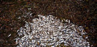 Kto zabił ryby w Dunajcu