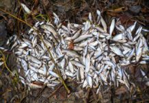 Coraz więcej wątpliwości w sprawie martwych ryb w Dunajcu