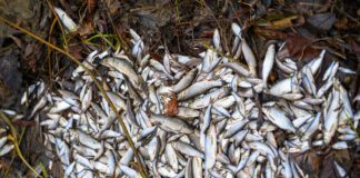 Coraz więcej wątpliwości w sprawie martwych ryb w Dunajcu