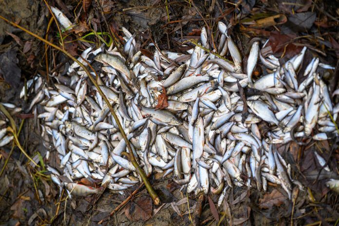 Coraz więcej wątpliwości w sprawie martwych ryb w Dunajcu