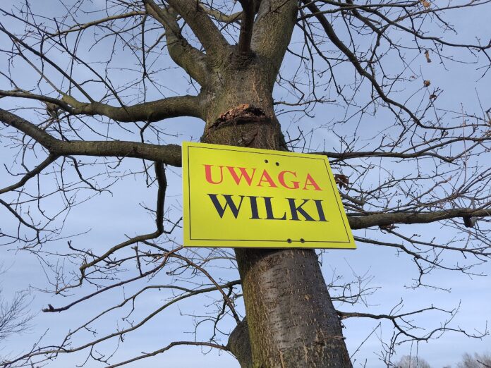 Uwaga wilki