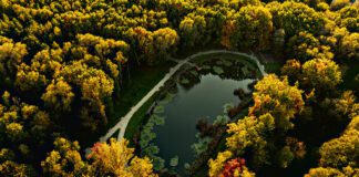 Nowe nasadzenia w Tarnowie