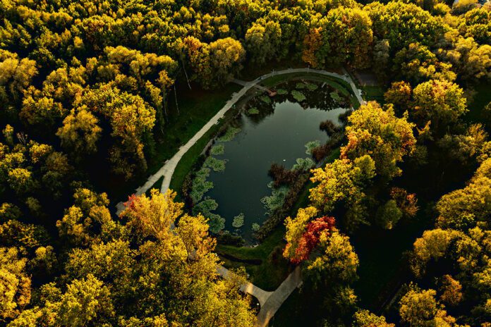 Nowe nasadzenia w Tarnowie