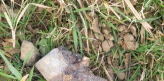 Granat w Tarnowie, fot. KMP w Tarnowie