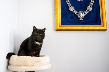 Koty zamieszkały w tarnowskim magistracie