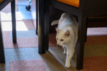 Koty zamieszkały w tarnowskim magistracie