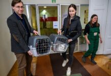 Koty zamieszkały w tarnowskim magistracie