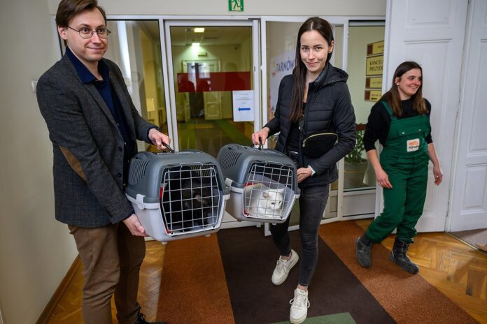 Koty zamieszkały w tarnowskim magistracie