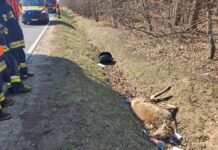 Sarna wybiegła na drogę, zderzył się z nią motocykl Sarna wybiegła na drogę