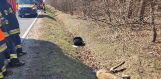 Sarna wybiegła na drogę