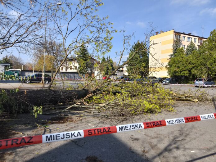 Powalone drzewo Powalone drzewo