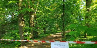 Informacja o wycince drzew