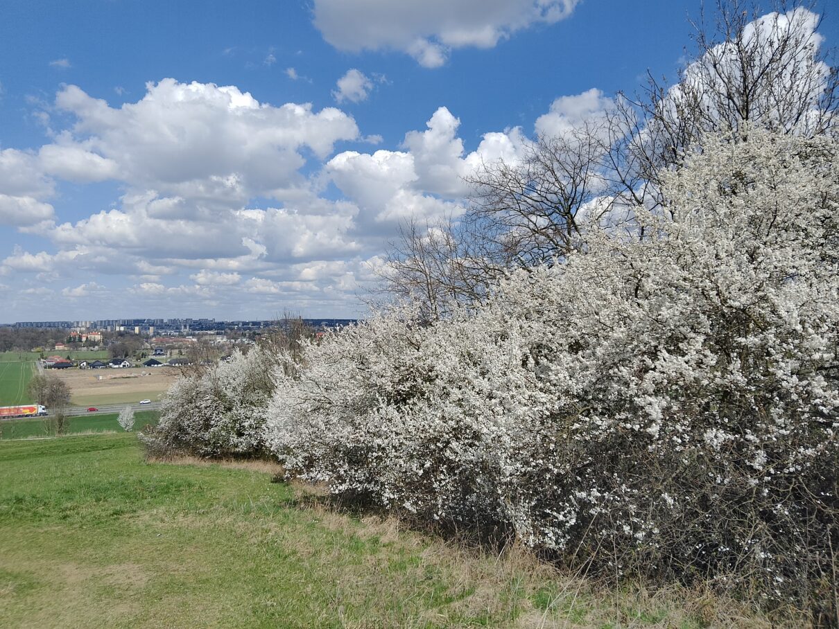 Kwiaty kwitnące Kwiaty kwitnące