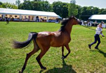 All-Polish Arabian Horse Championship