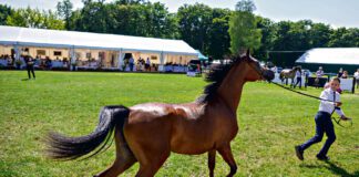 All-Polish Arabian Horse Championship