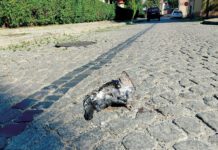 Jeden z martwych gołębi przy placu Drzewnym w Tarnowie