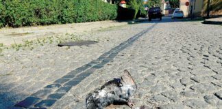Jeden z martwych gołębi przy placu Drzewnym w Tarnowie