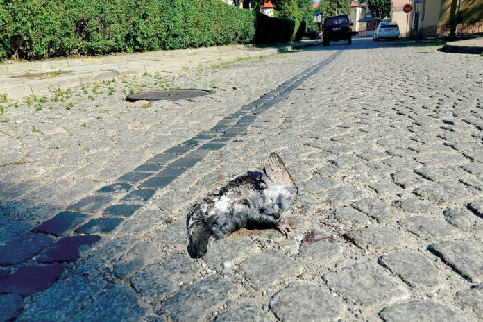 Jeden z martwych gołębi przy placu Drzewnym w Tarnowie
