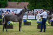 Festiwal koni czystej krwi All-Polish Arabian Horse Championship