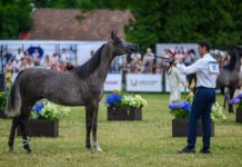 Festiwal koni czystej krwi All-Polish Arabian Horse Championship