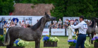 Festiwal koni czystej krwi All-Polish Arabian Horse Championship