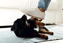 Kiedy opieka nad zwierzętami przeradza się w przemoc