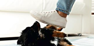 Kiedy opieka nad zwierzętami przeradza się w przemoc