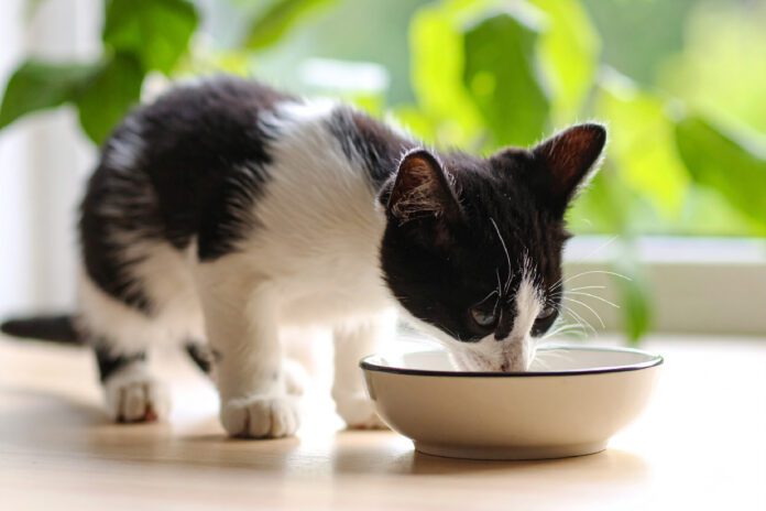 Mokra karma dla kociąt jako element prawidłowego rozwoju