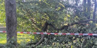 Połamane drzewa w Parku Strzeleckim